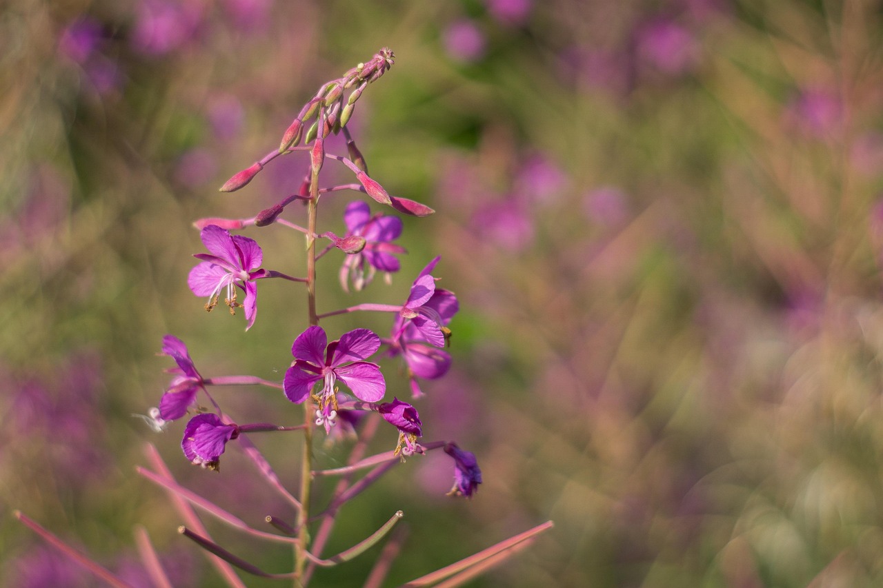 龙里花海在什么地方 [龙里朵花花海]
