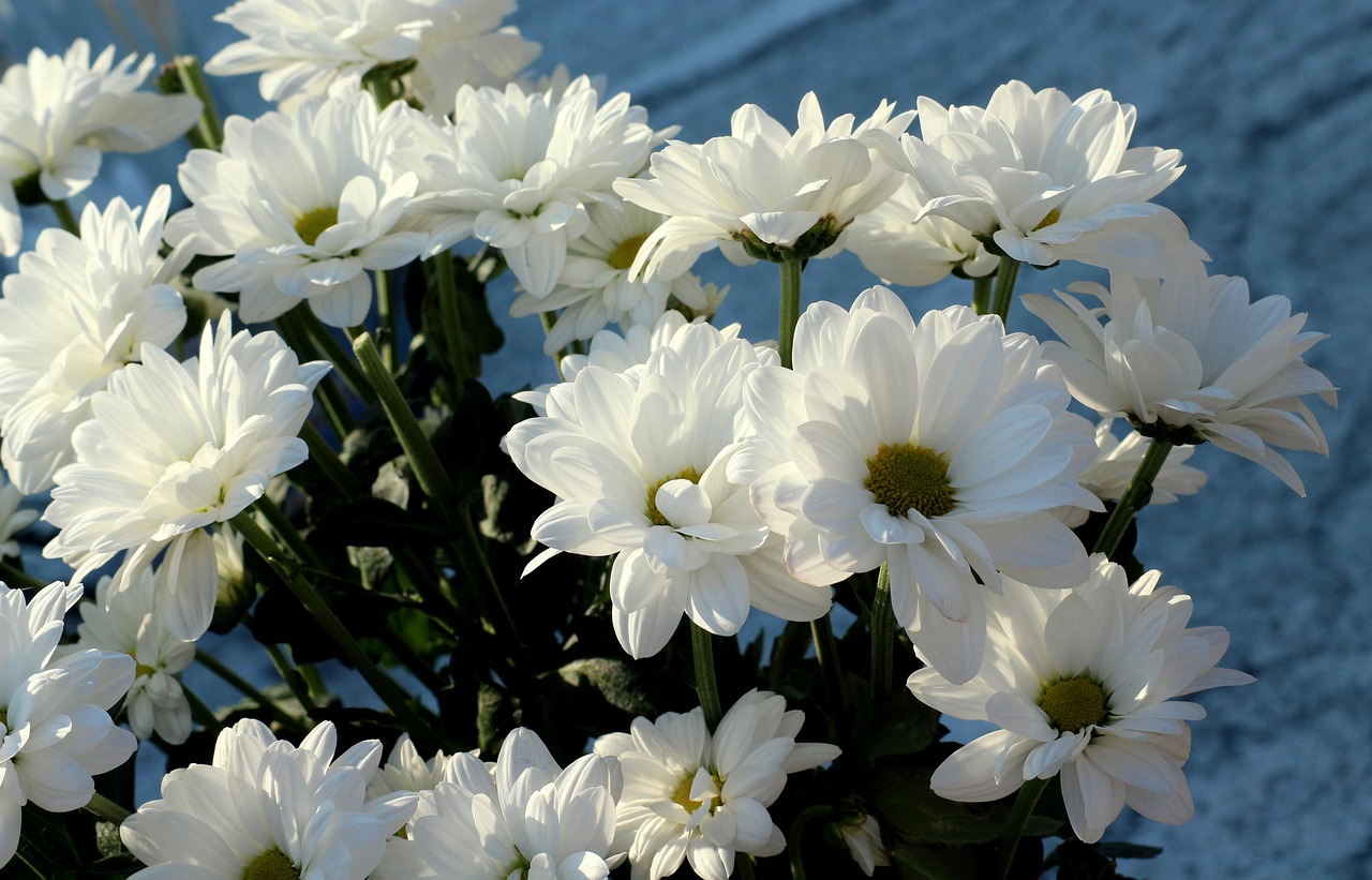 高原花卉的独特魅力，特征与生态意义