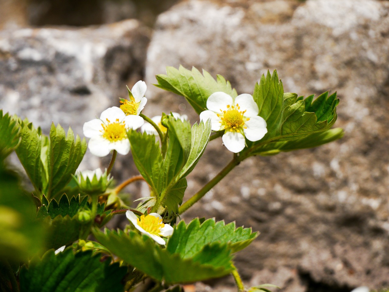 筛选花卉/筛选植株的方法 筛选花卉/筛选植株的方法