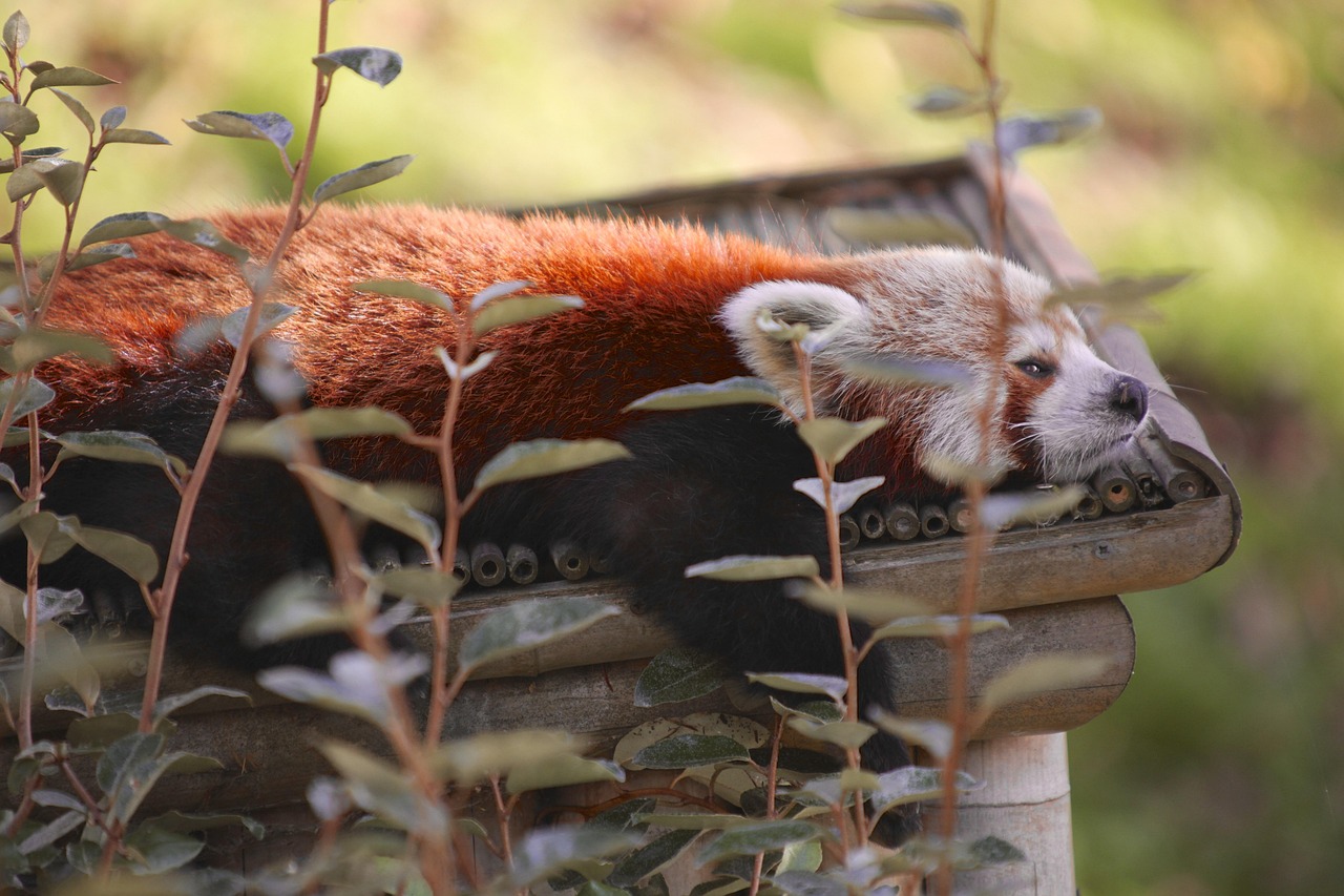 雅安碧峰峡大熊猫门票?雅安碧峰熊猫基地 雅安碧峰峡大熊猫门票?雅安碧峰熊猫基地