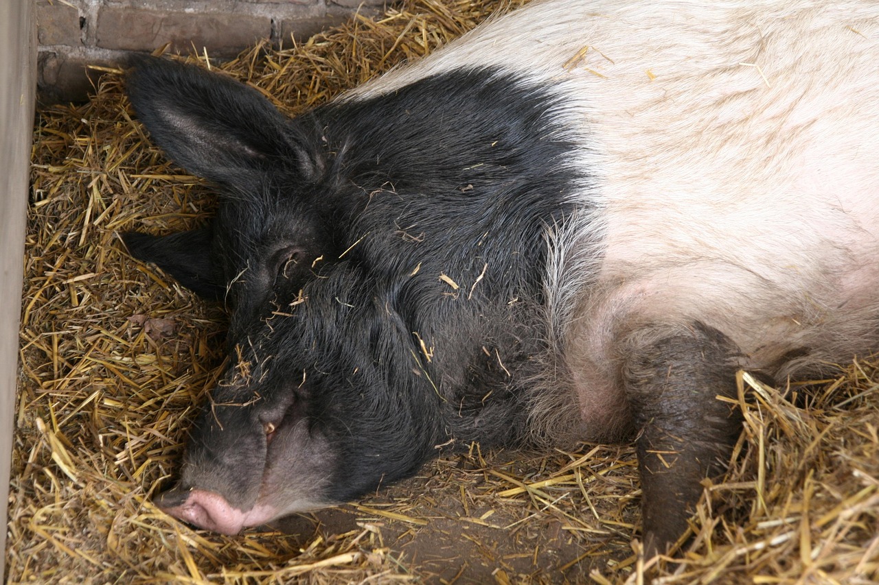 大便很长一条健康吗,大便很长一条好吗 大便很长一条健康吗,大便很长一条好吗