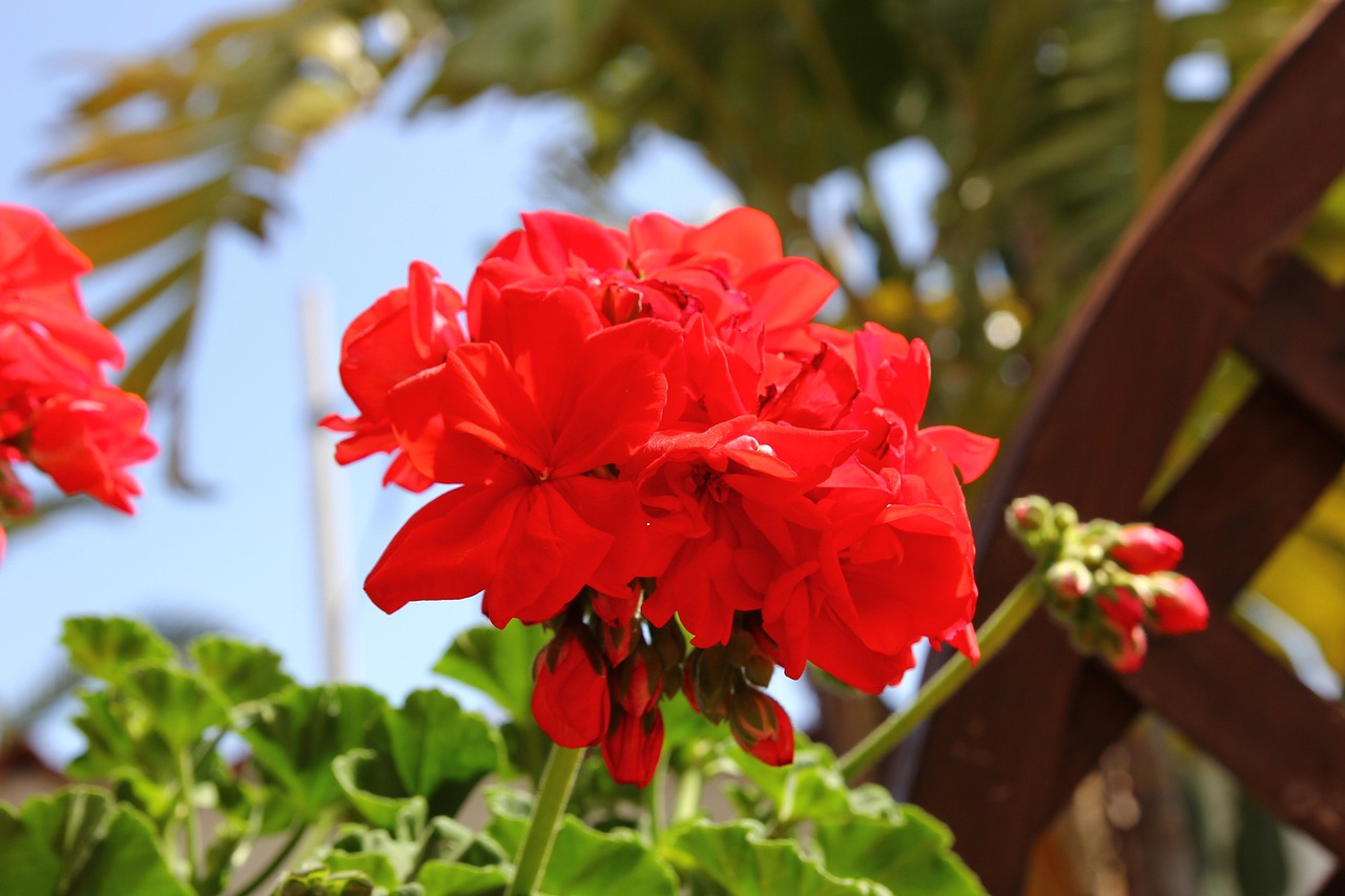 汉阳区常见花卉虫害,武汉汉阳花卉批发市场在哪里 汉阳区常见花卉虫害,武汉汉阳花卉批发市场在哪里