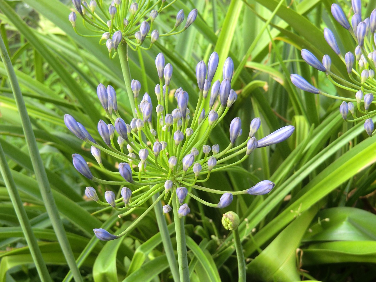 探秘平顶山花卉大棚,绿色梦想的绽放之地 探秘平顶山花卉大棚,绿色梦想的绽放之地