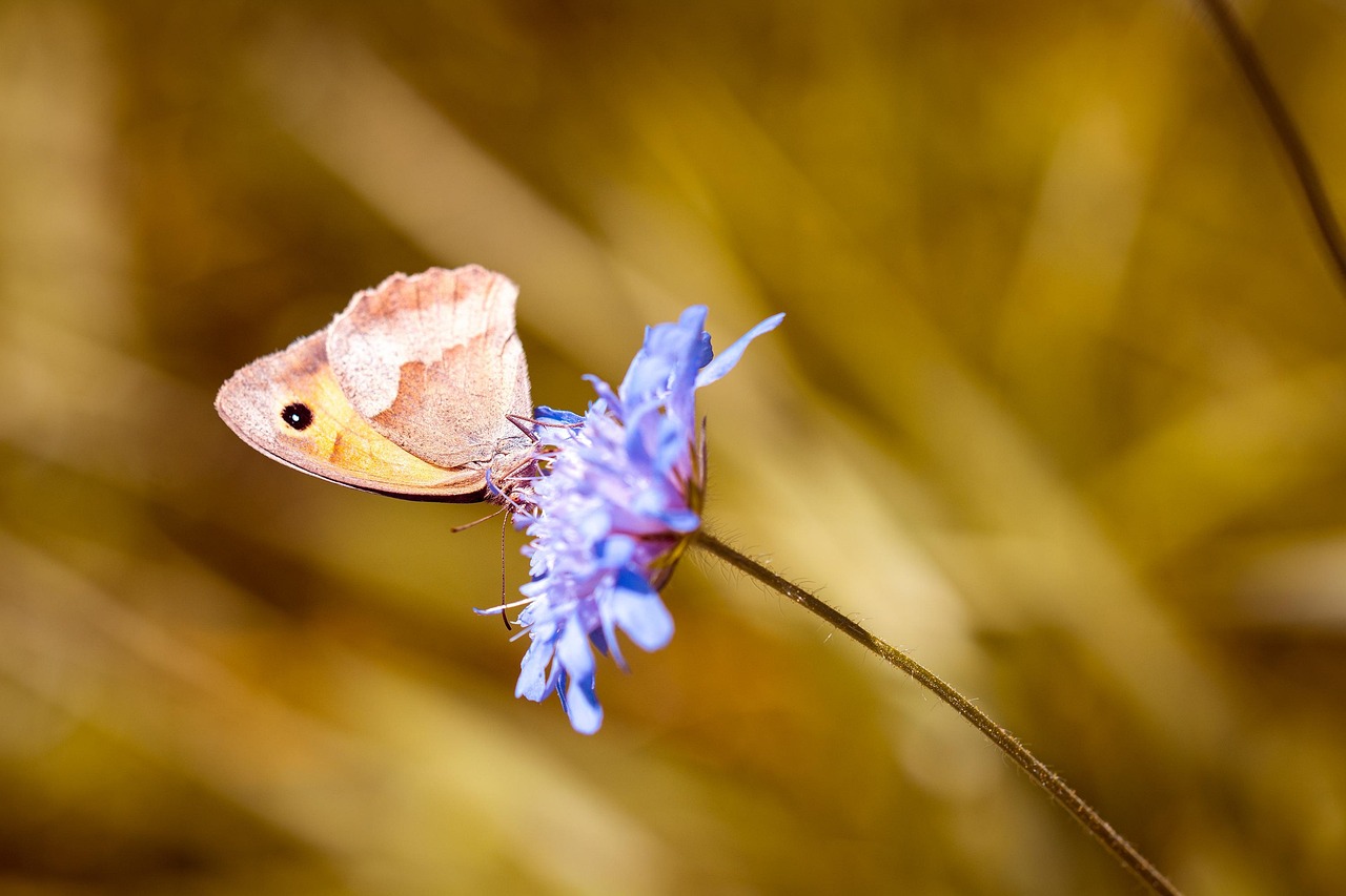 脊椎动物心理 [脊椎动物如什么也有简单的心理活动]