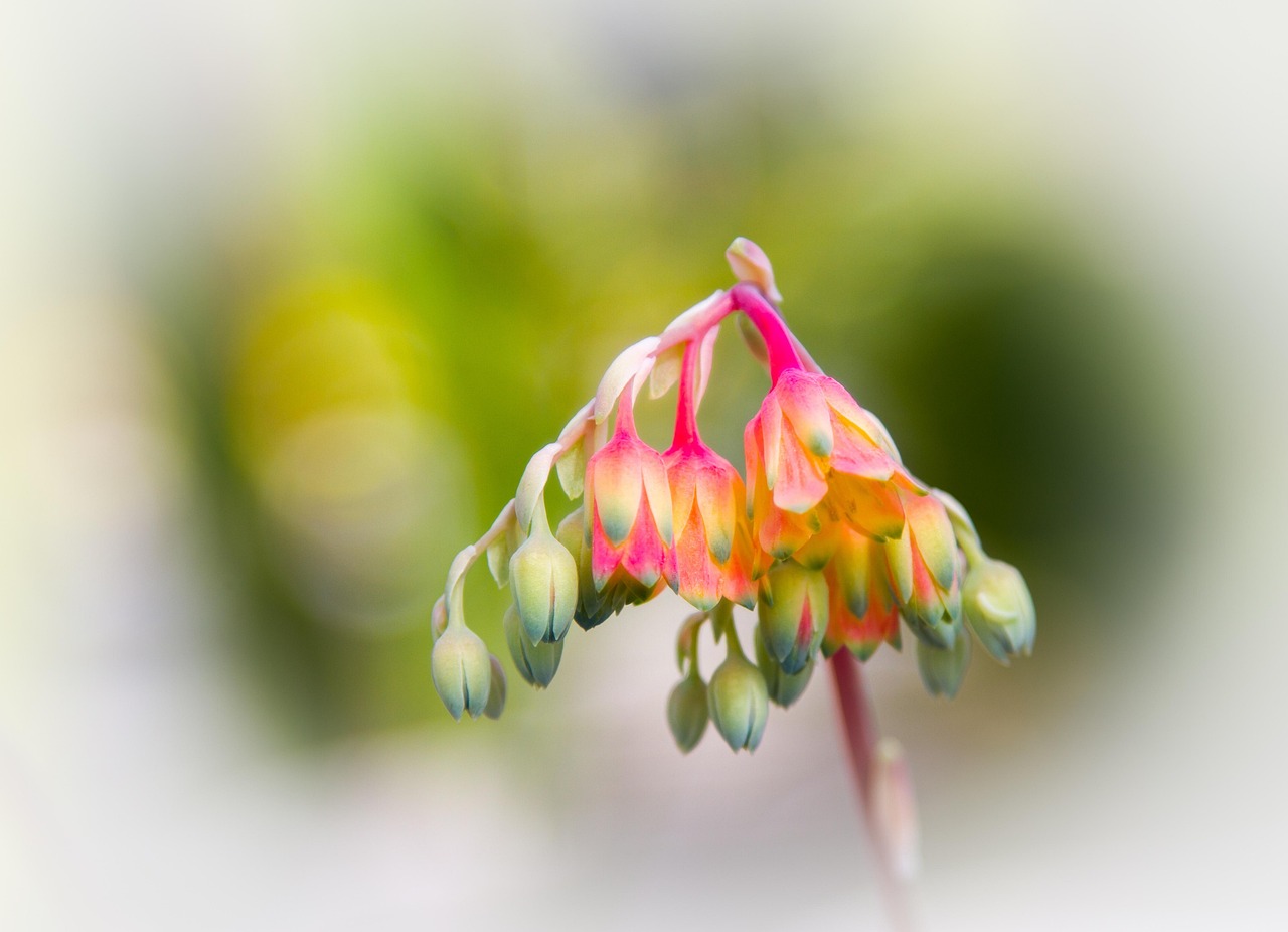 花卉大棚西红柿移栽,花卉大棚西红柿移栽技术 花卉大棚西红柿移栽,花卉大棚西红柿移栽技术