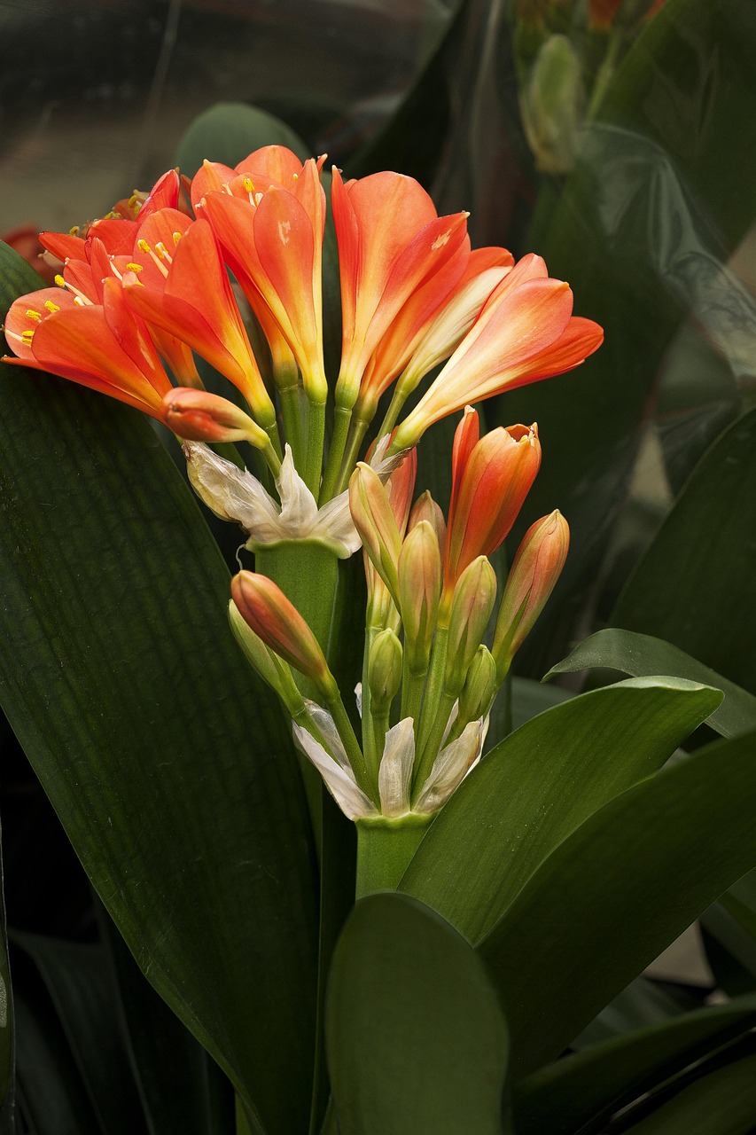 花卉大棚西红柿移栽,花卉大棚西红柿移栽技术 花卉大棚西红柿移栽,花卉大棚西红柿移栽技术