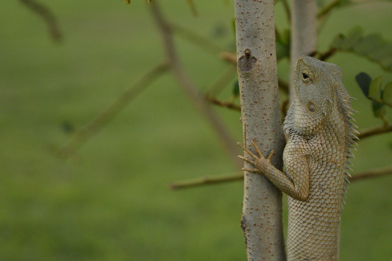 碧峰峡动物园门票政策详解，探索自然与动物的奇妙之旅