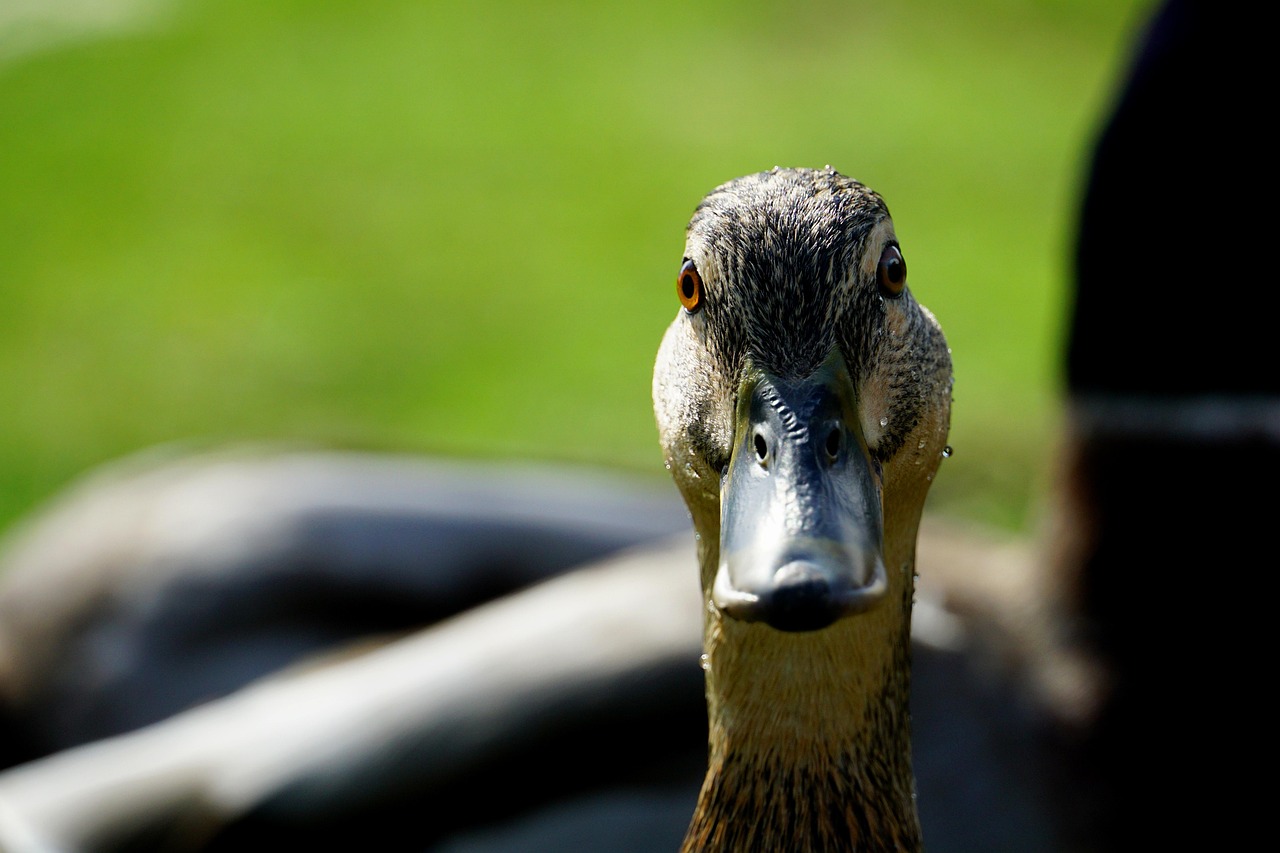 全运会开幕式有“广东特产”狮头鹅 全运会开幕式有“广东特产”狮头鹅