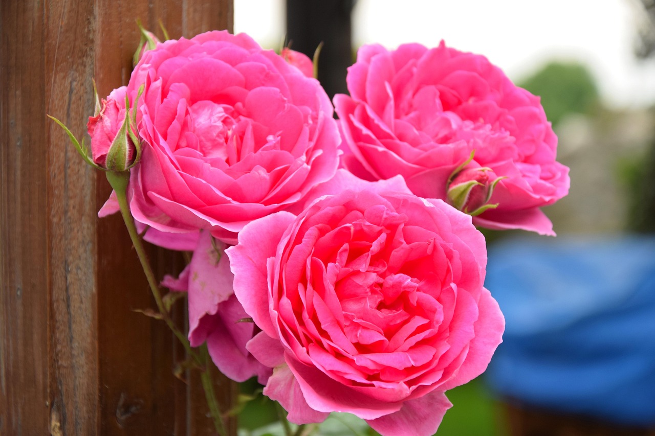 荔湾区清洁玫瑰花卉水供应!广州玫瑰花园在哪