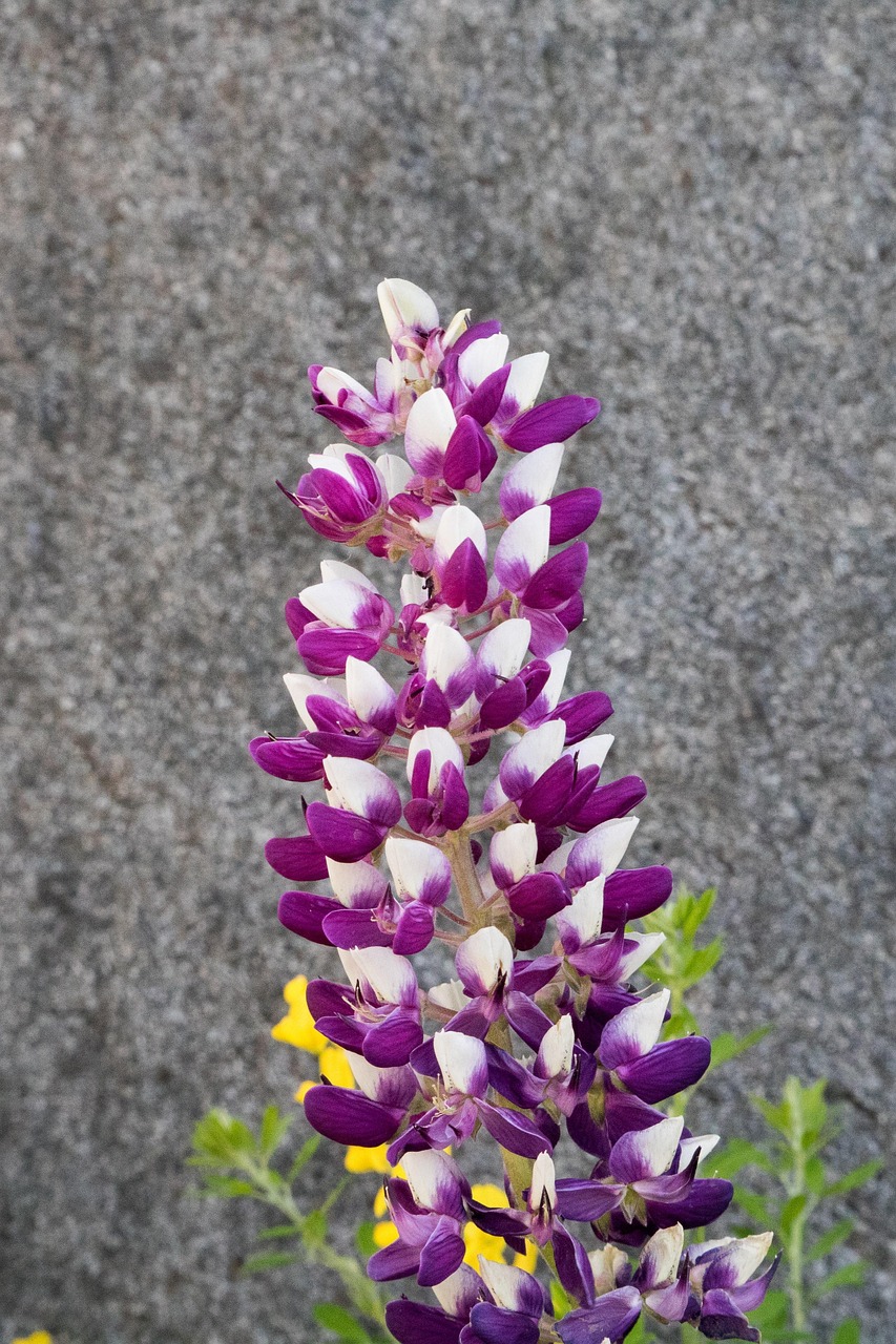 实体花卉绿植摆放!花卉植物摆放