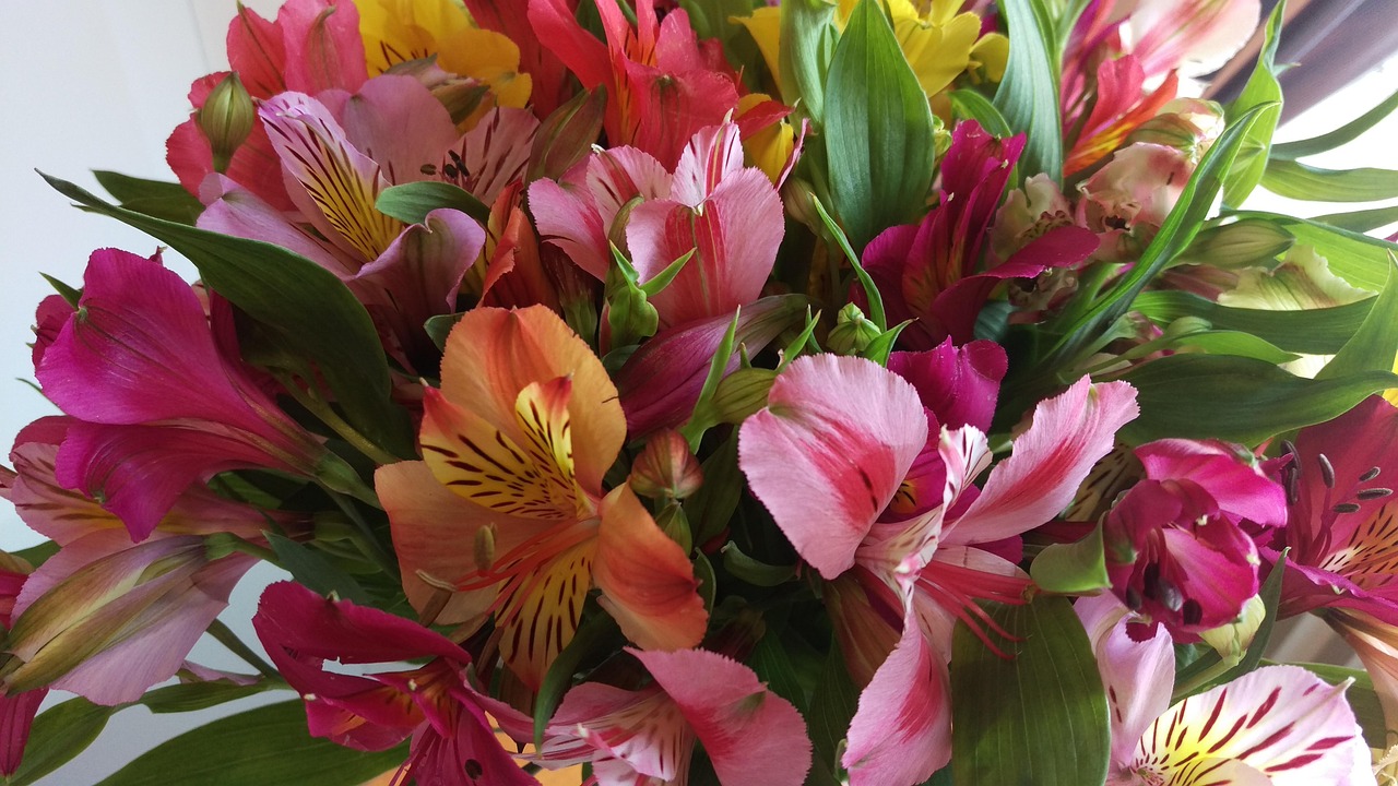 上海环保草本花卉礼物店 [上海花卉绿植]