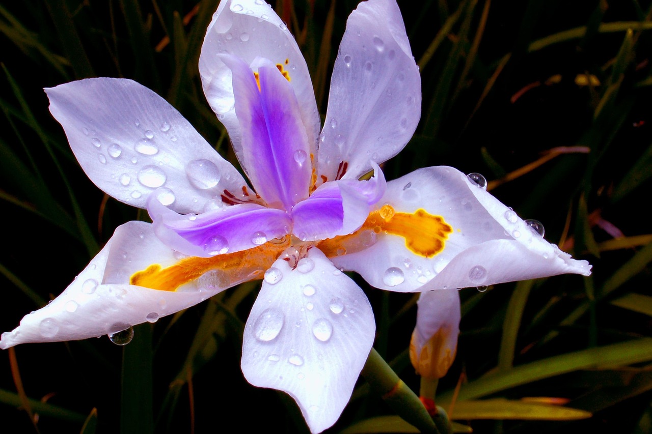 荣兰花卉 [荣兰祥最新消息2020年]