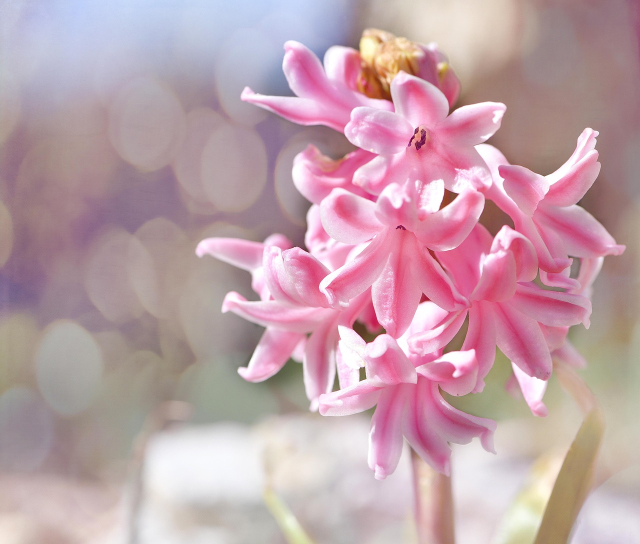 椒江区小型花卉绿植经销商?椒江花卉批发在哪里