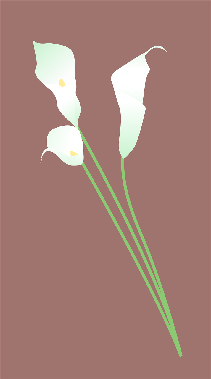 花卉插画教程线条,花卉插画教程线条图