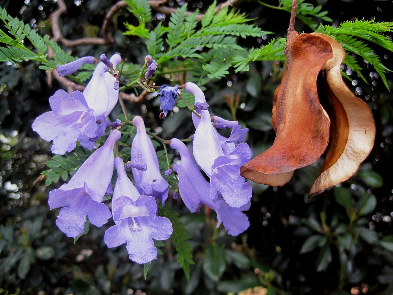 济南花卉租凭/济南绿植花卉租赁