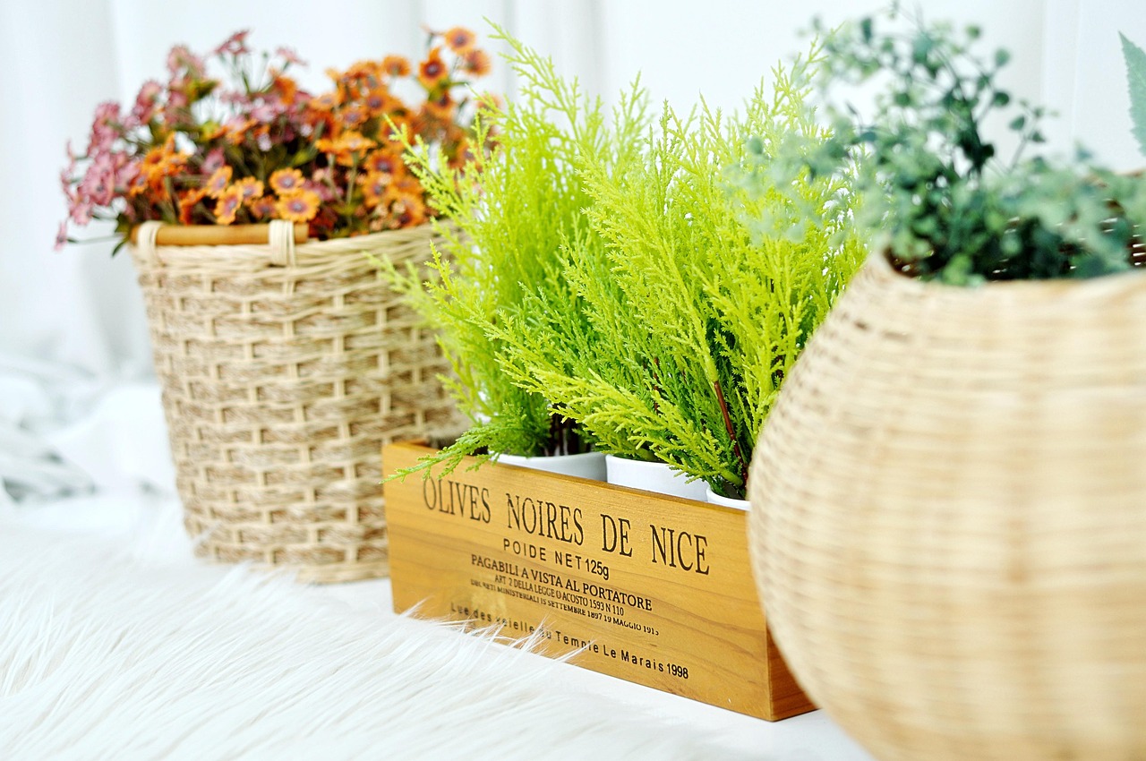 花卉2米!花卉2米高市场 盆栽 批发市场 花卉2米!花卉2米高市场 盆栽 批发市场