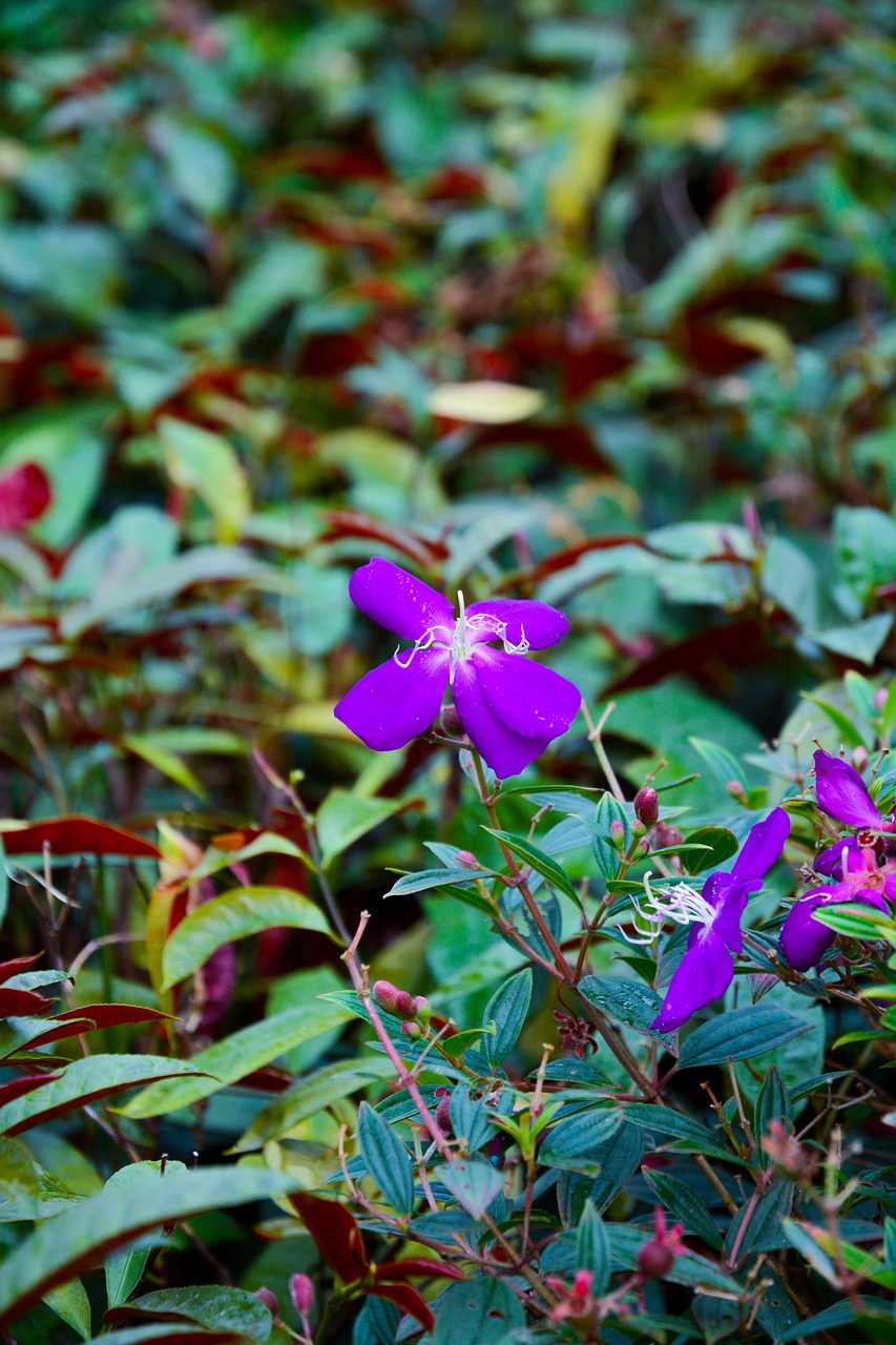 花卉田园门票 [田园花卉市场]