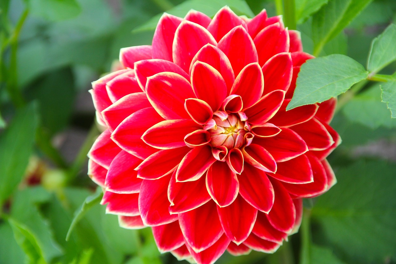 花卉田园门票 [田园花卉市场]