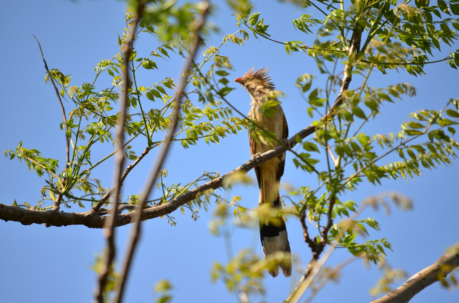 公鸽子亚健康吗?公的鸽子 公鸽子亚健康吗?公的鸽子
