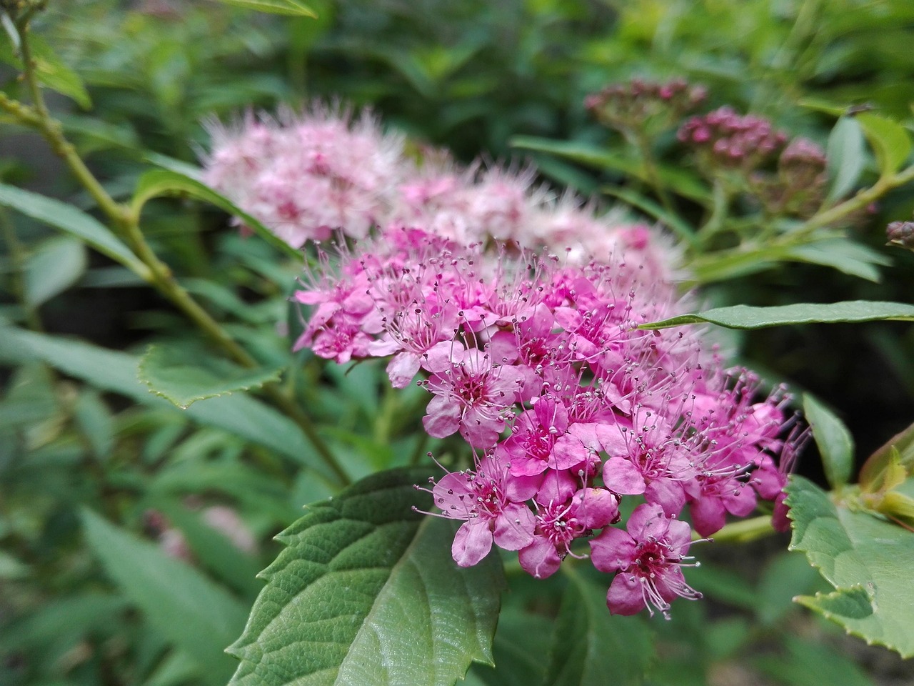 刘波花卉?刘波字画价格