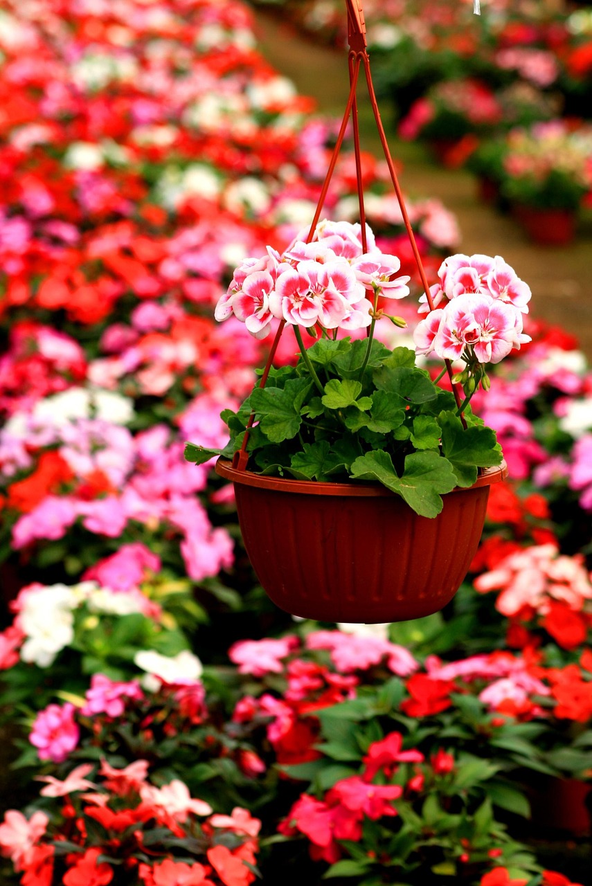 花卉是/花卉是花的什么部位