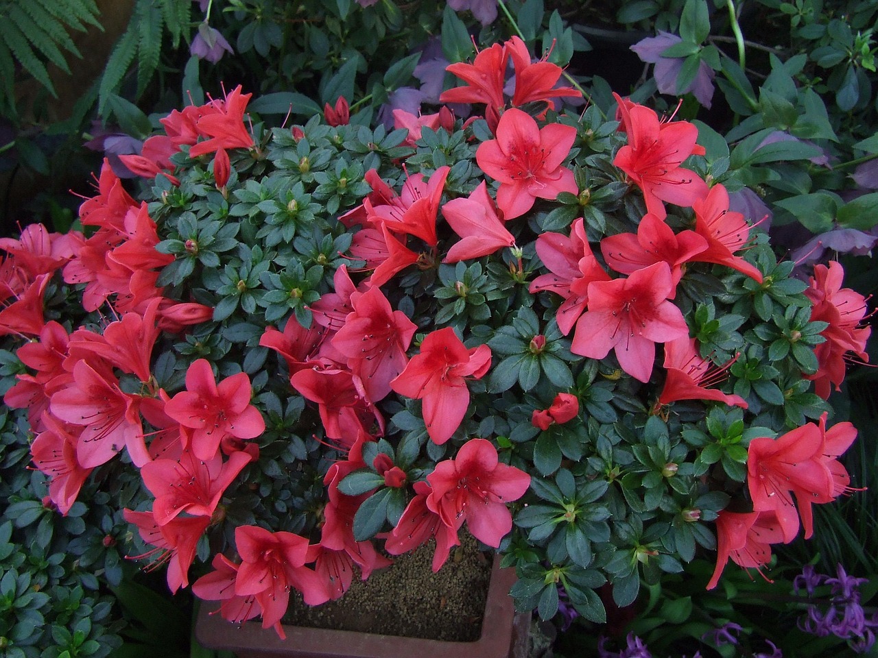 花卉鸿运当头该怎样养护!鸿运当头花怎么养视频教程