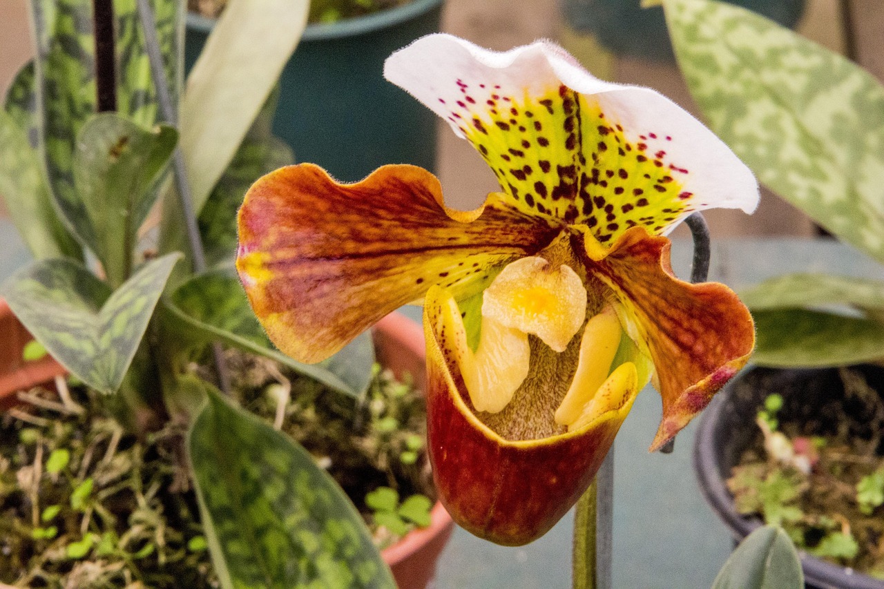 花卉园艺类?花卉园艺是干什么的