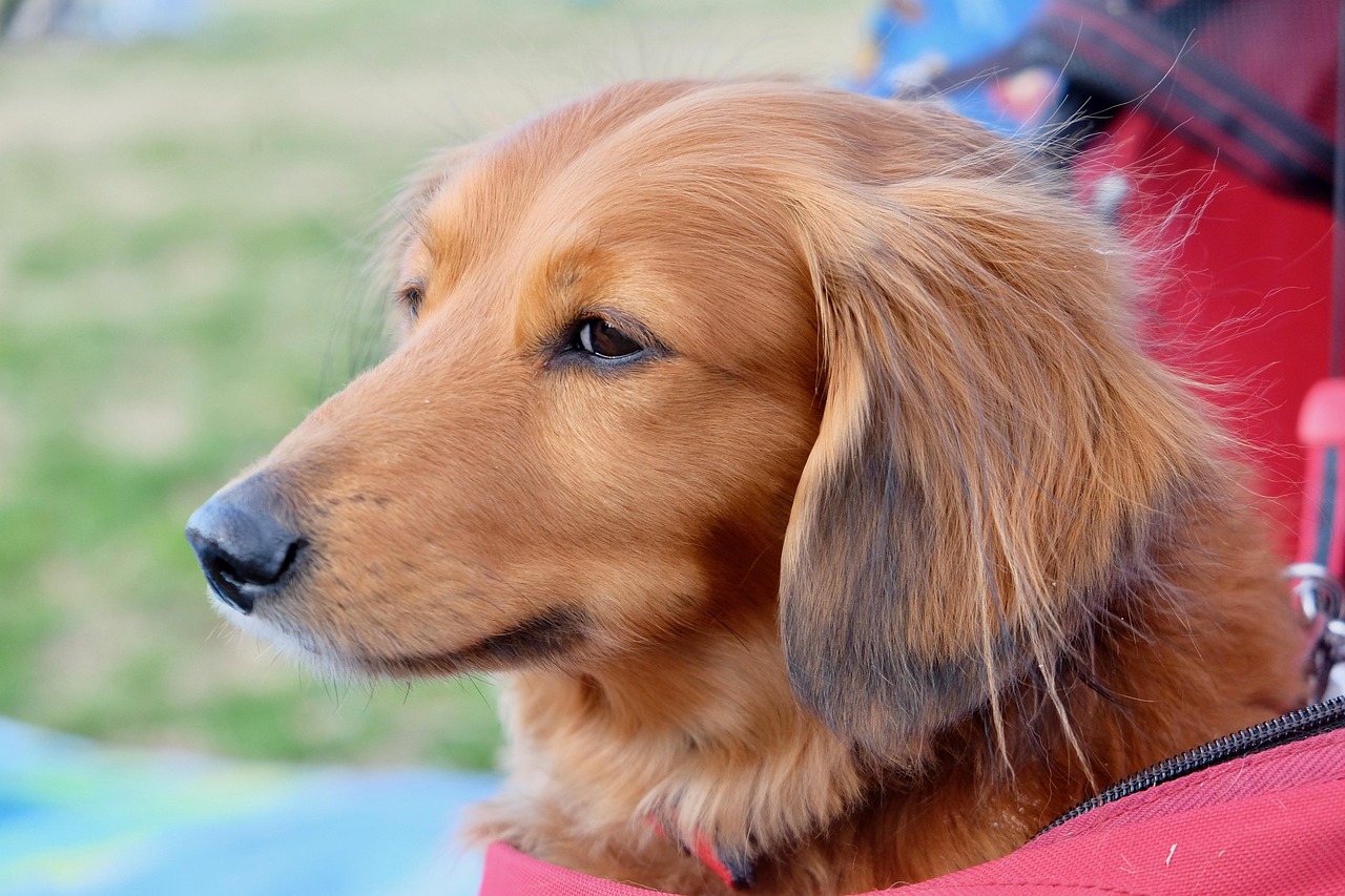 百姓网阜新免费发布?百姓网阜新免费发布狗笼子 百姓网阜新免费发布?百姓网阜新免费发布狗笼子