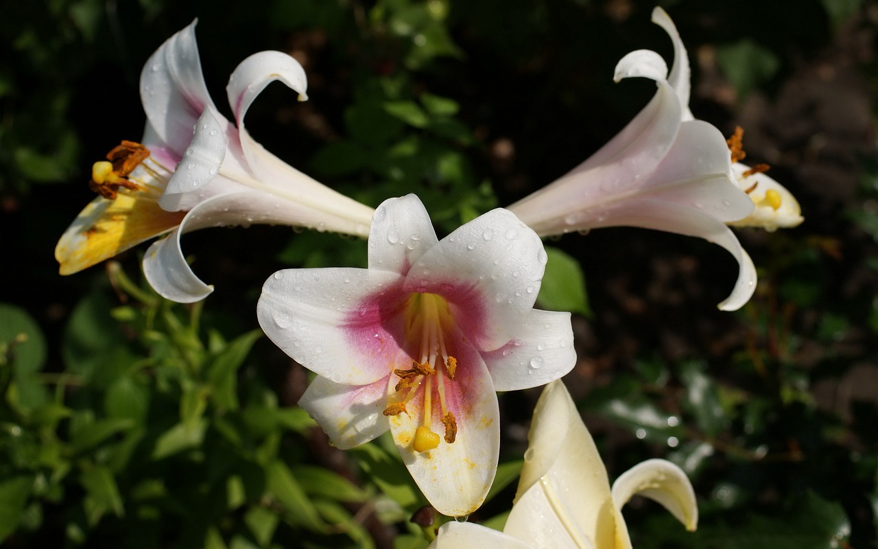 花卉失菌,花卉细菌病害