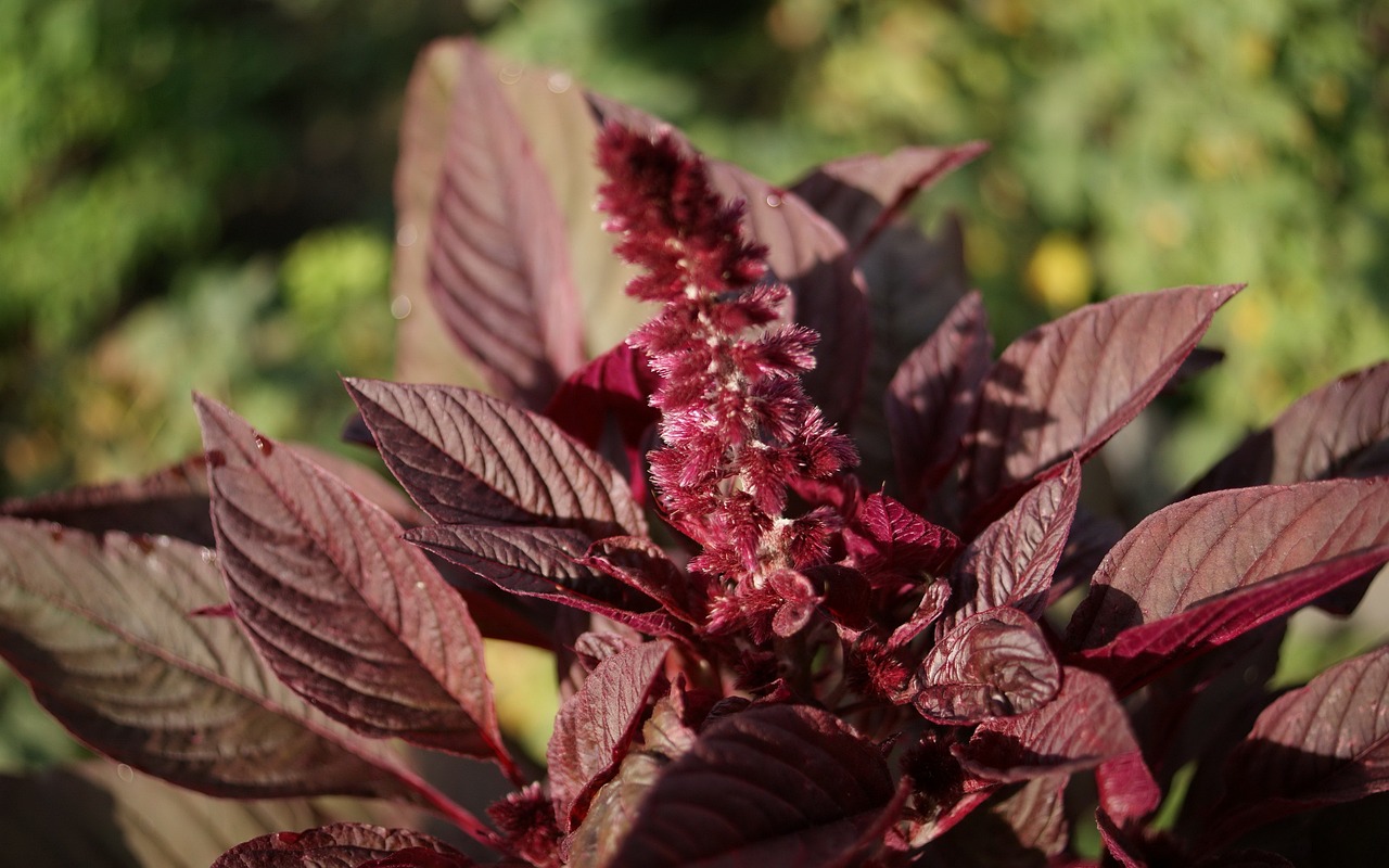 花卉失菌,花卉细菌病害
