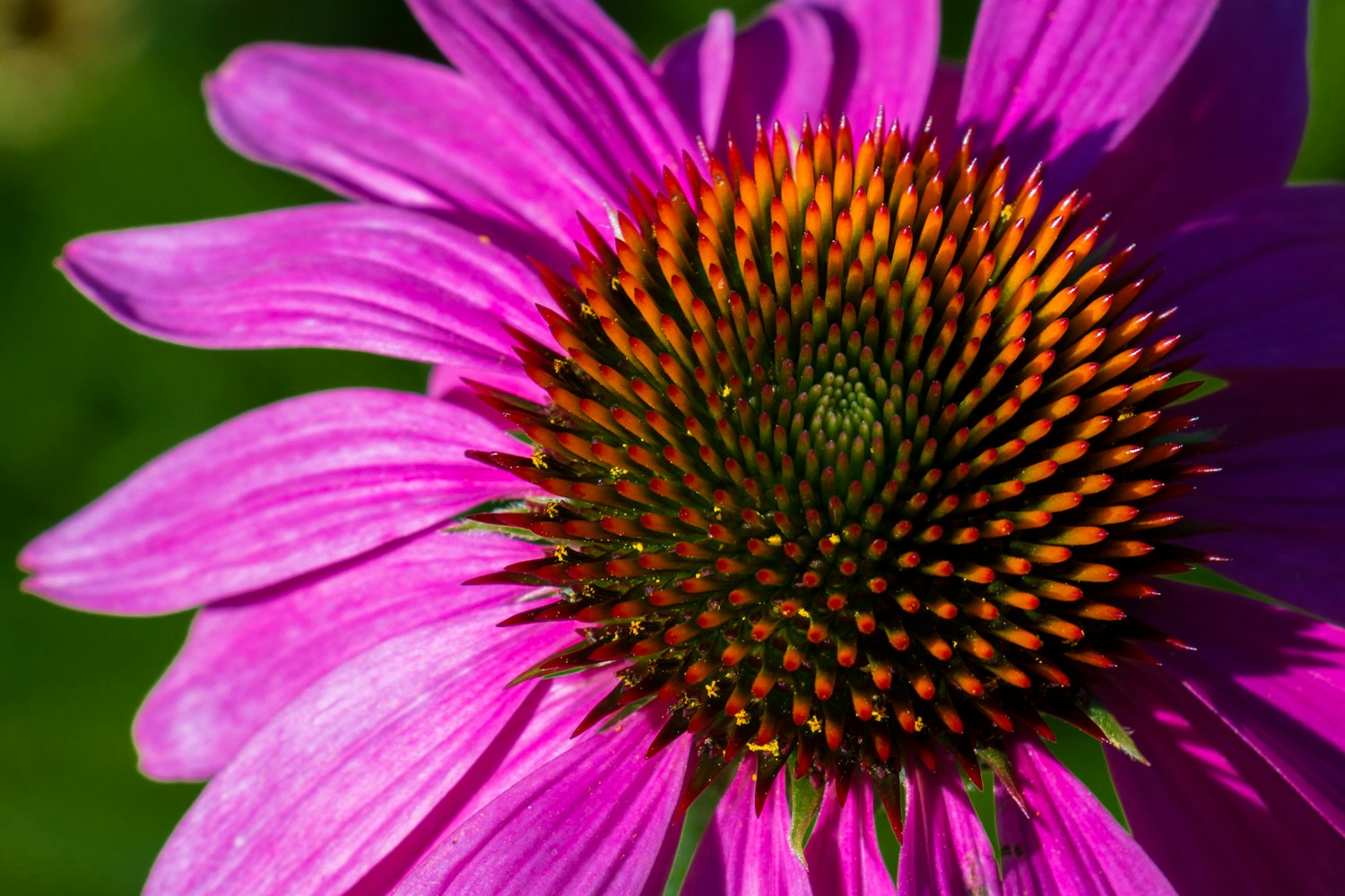 花卉印花流行?印花流行花型