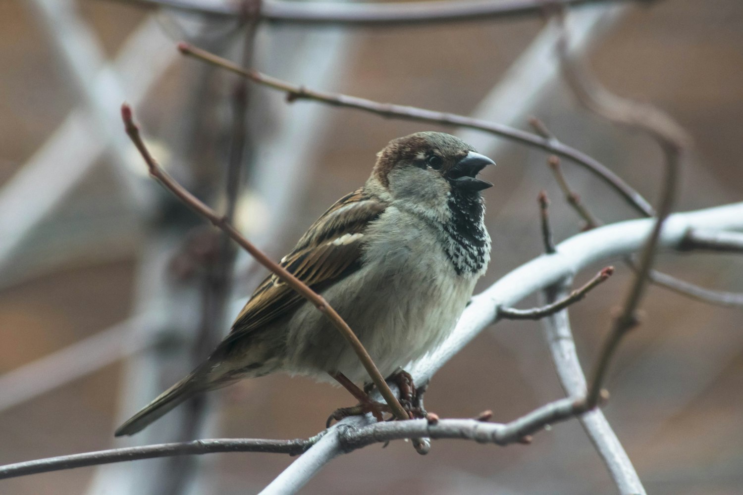 最高法提醒：这些鸟不能随意捕?什么鸟不可以抓