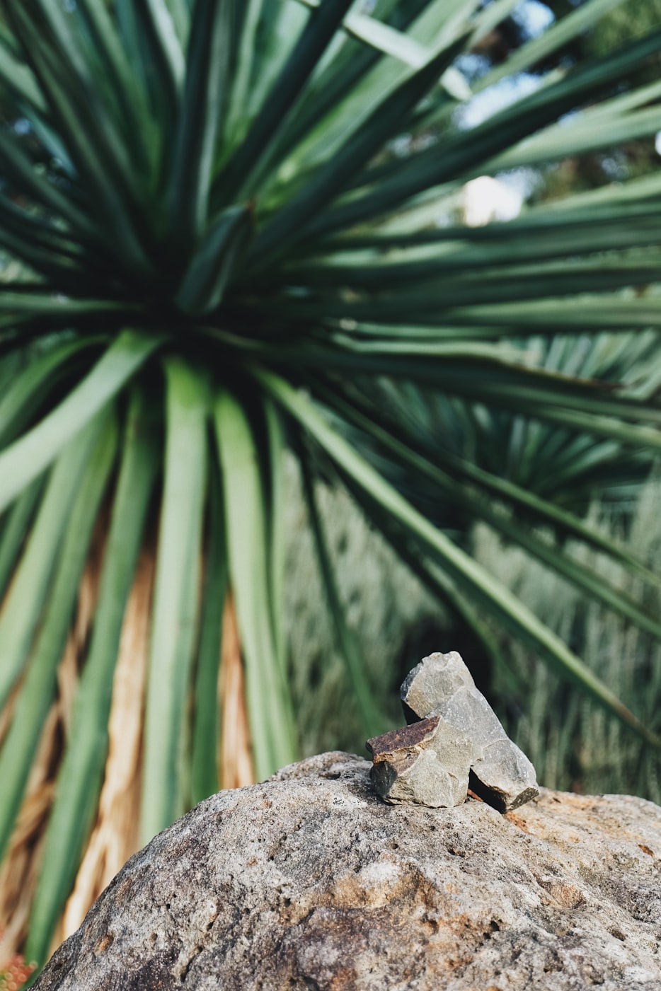 花卉石头底座!养花的石头