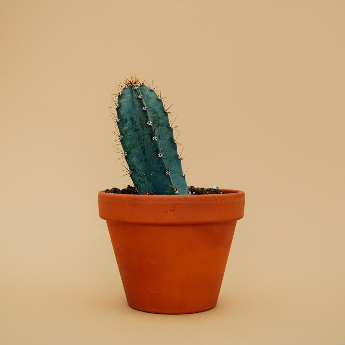 盆栽园艺头像图文?盆栽园艺头像图文介绍