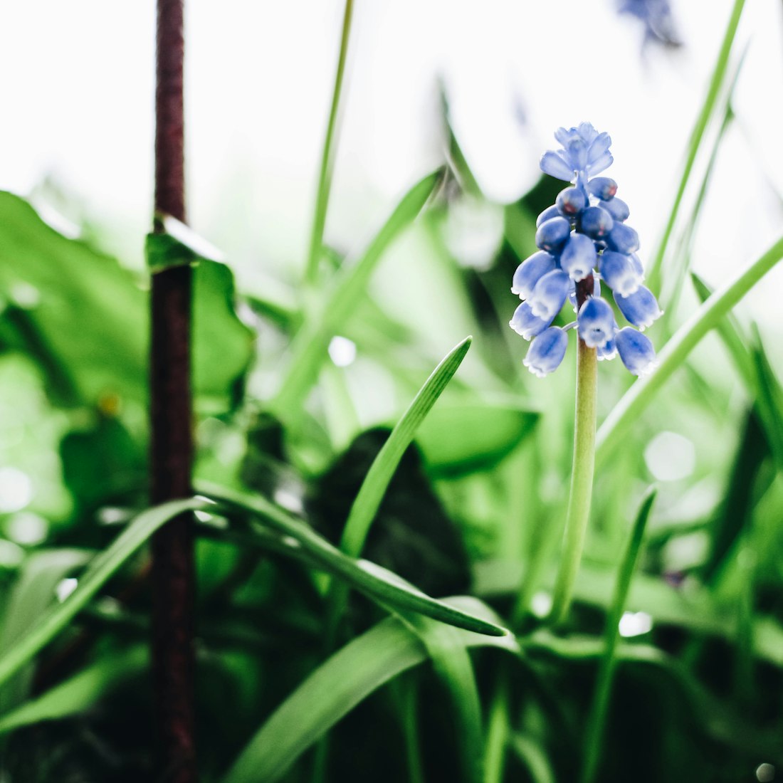 盆栽园艺头像图文?盆栽园艺头像图文介绍