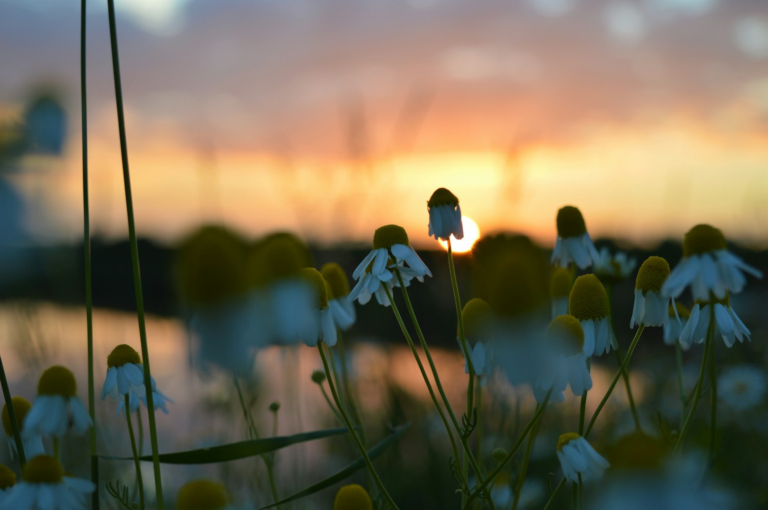 孕妈,生理与心理的双重交响曲 孕妈,生理与心理的双重交响曲
