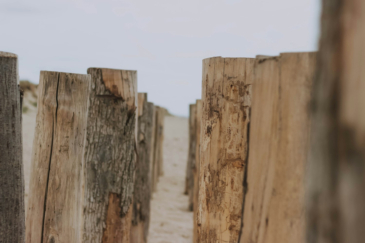 日本三大“毒土”长出来的高市早苗? 日本三大“毒土”长出来的高市早苗?