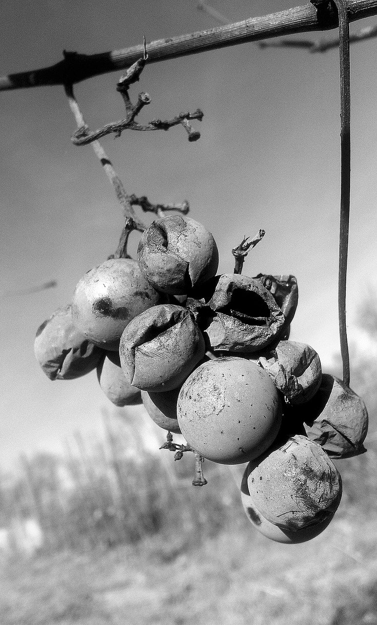 勃艮第红酒杯简笔画 [勃艮第酒杯是什么意思]
