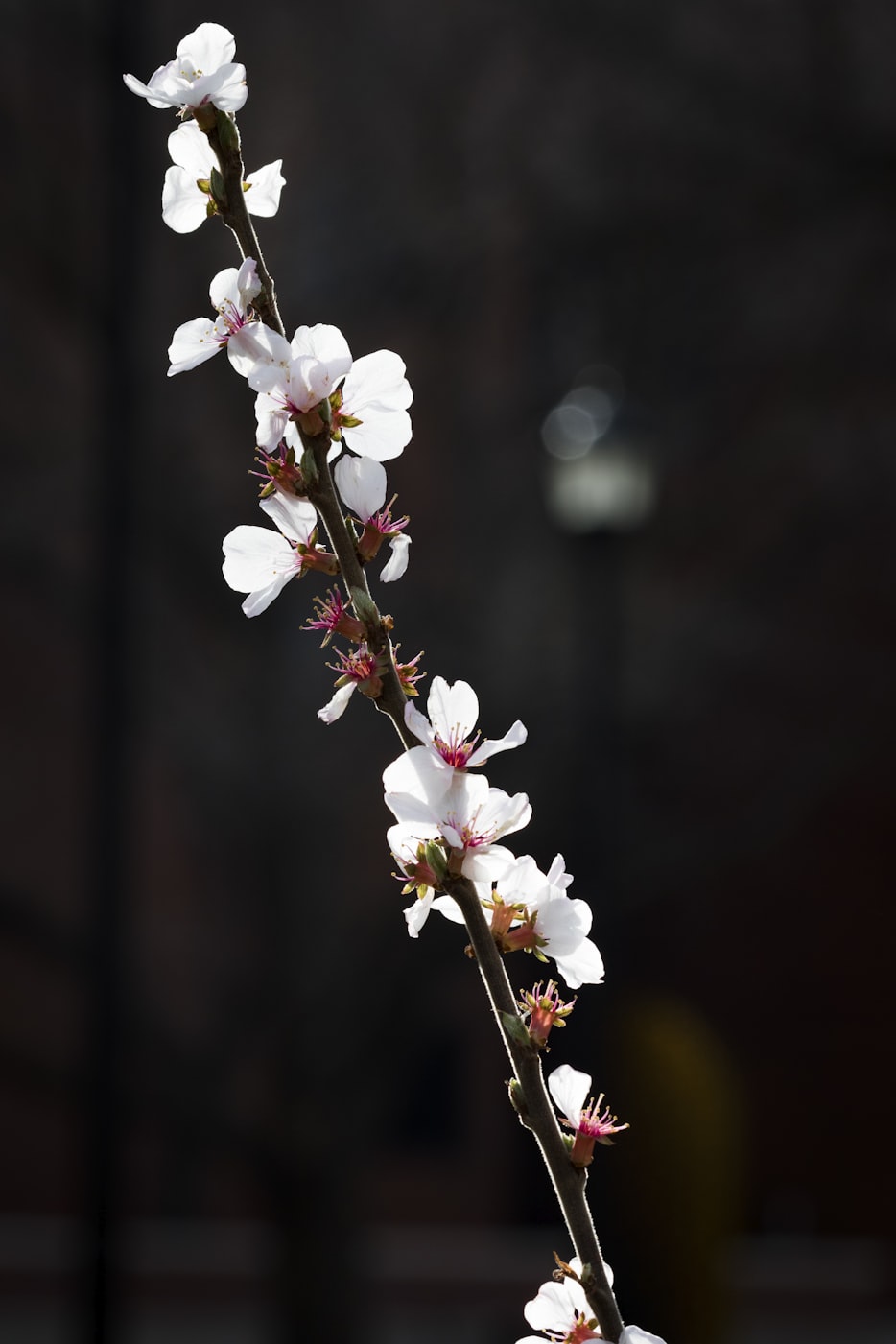 广东苗木花卉有机肥/花卉有机肥价格 广东苗木花卉有机肥/花卉有机肥价格