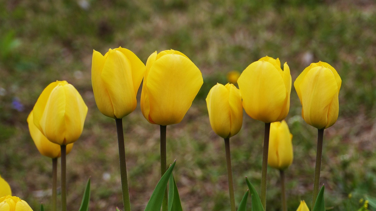 花卉造景应用有哪些/花卉造景应用有哪些类型 花卉造景应用有哪些/花卉造景应用有哪些类型