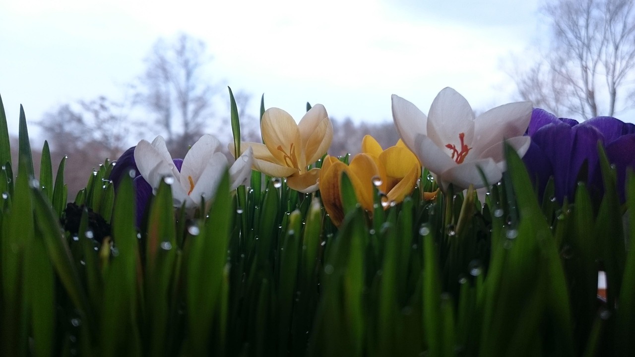 花卉乐园大庆,城市绿洲的绚烂绽放 花卉乐园大庆,城市绿洲的绚烂绽放
